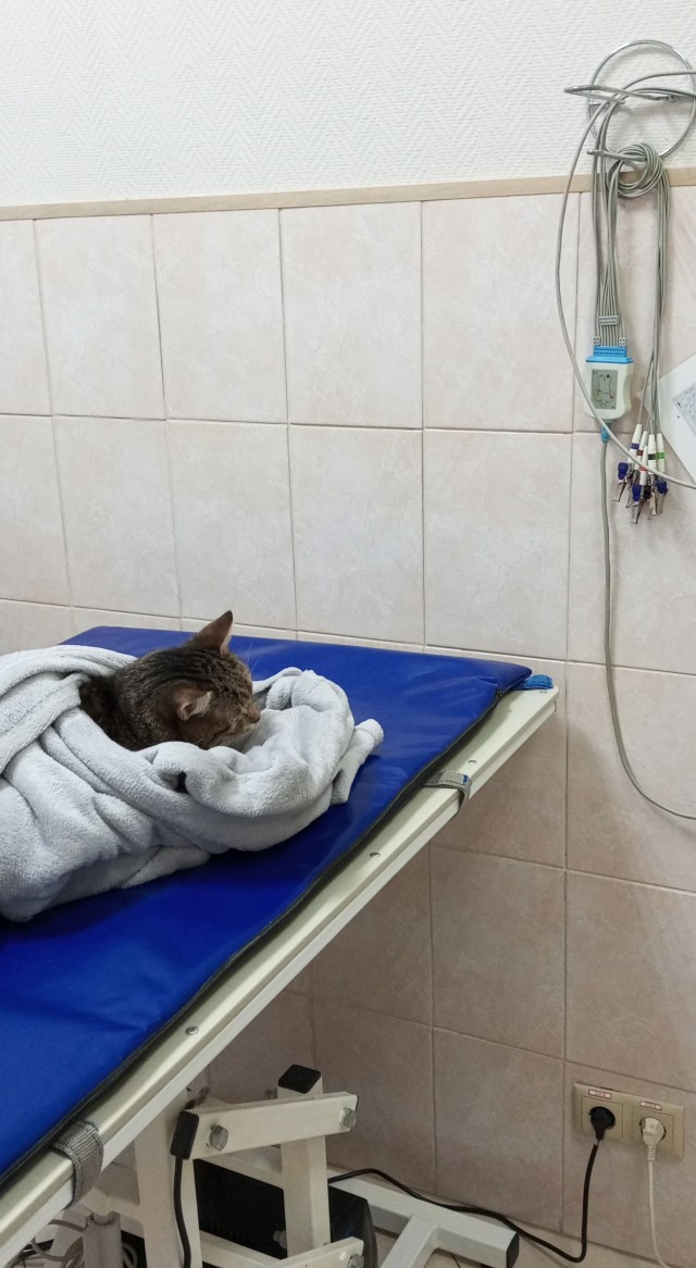 Две стадии развития кошки