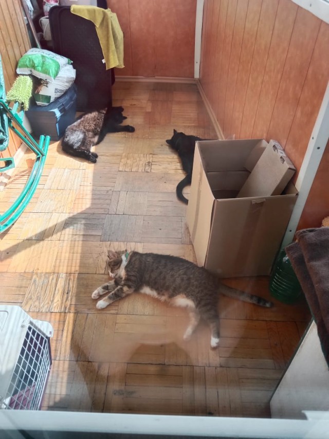 История одного котенка