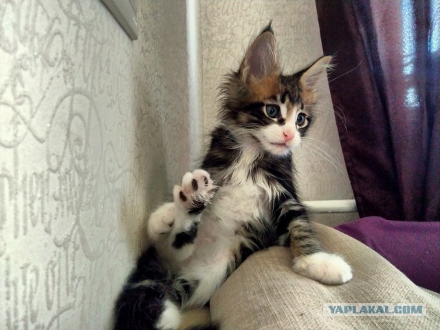 Мэйн-кун!  Котовторнику посвещается!