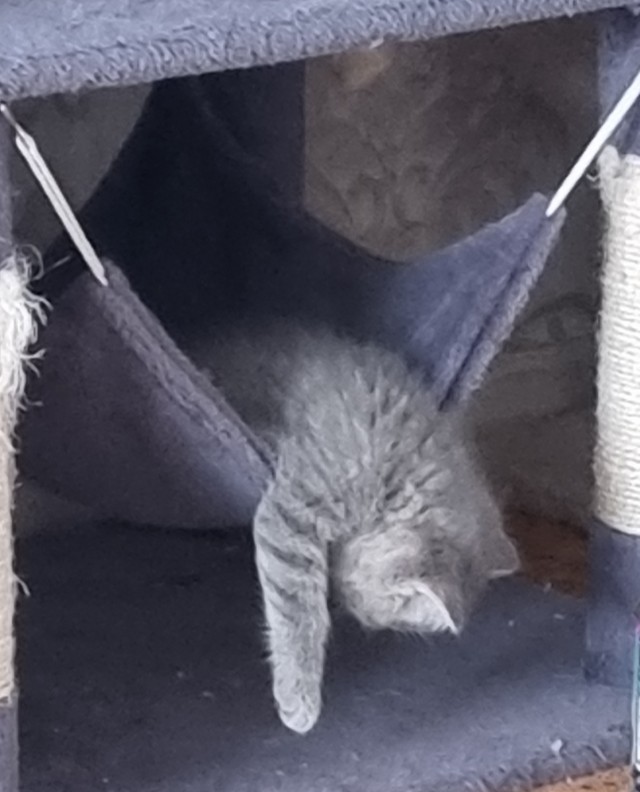 Как зовут вашего кота?