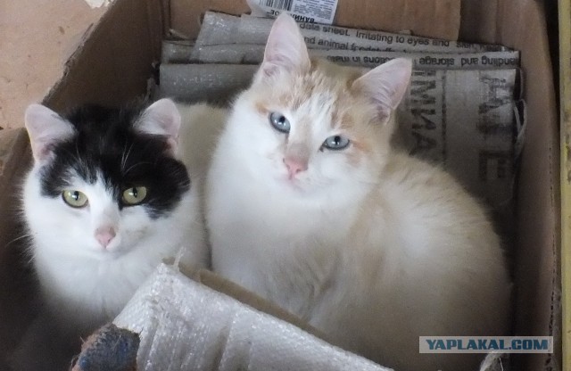 Коробочки наше фсё