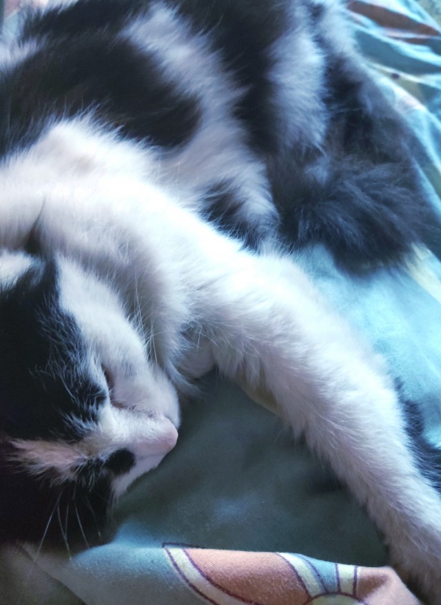 Принимайте в клуб! Котовторник же