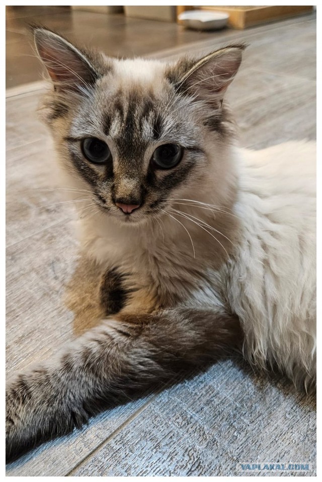 Котовторник 05/11/2024