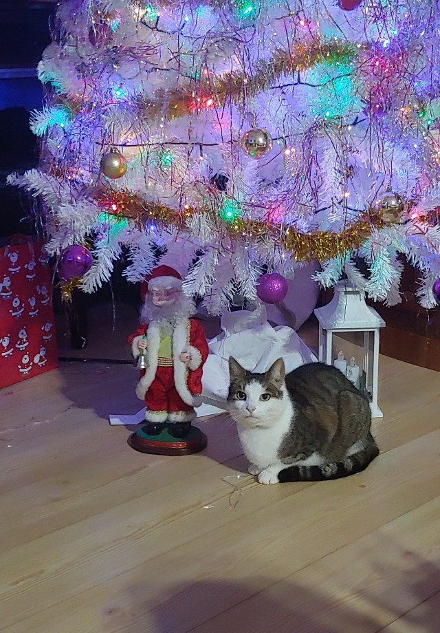 Извините,  что не во вторник, но у меня кот преисполнился!