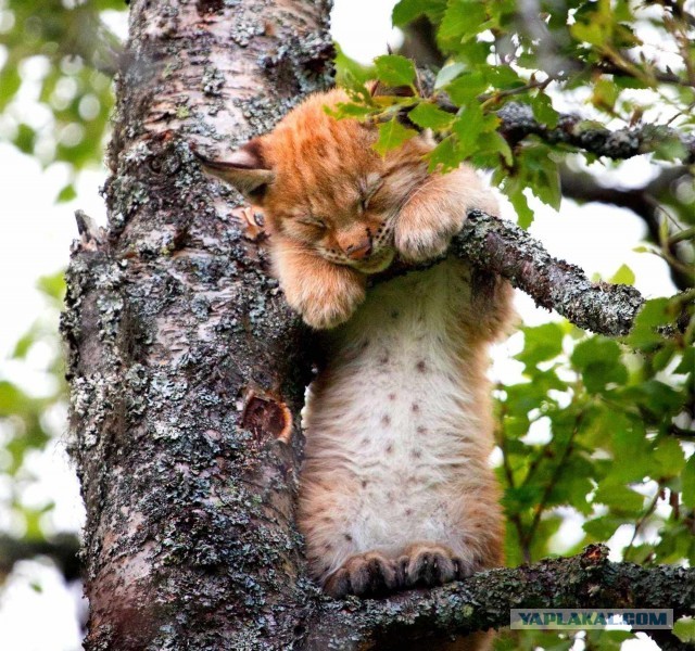 Самые смешные коты и кошки за всю историю комичного конкурса Comedy Wildlife Photography Awards