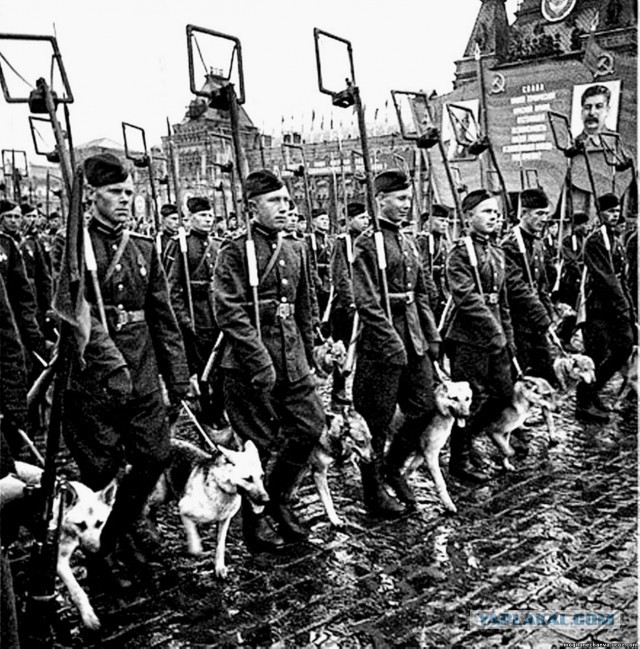 Собаки на войне