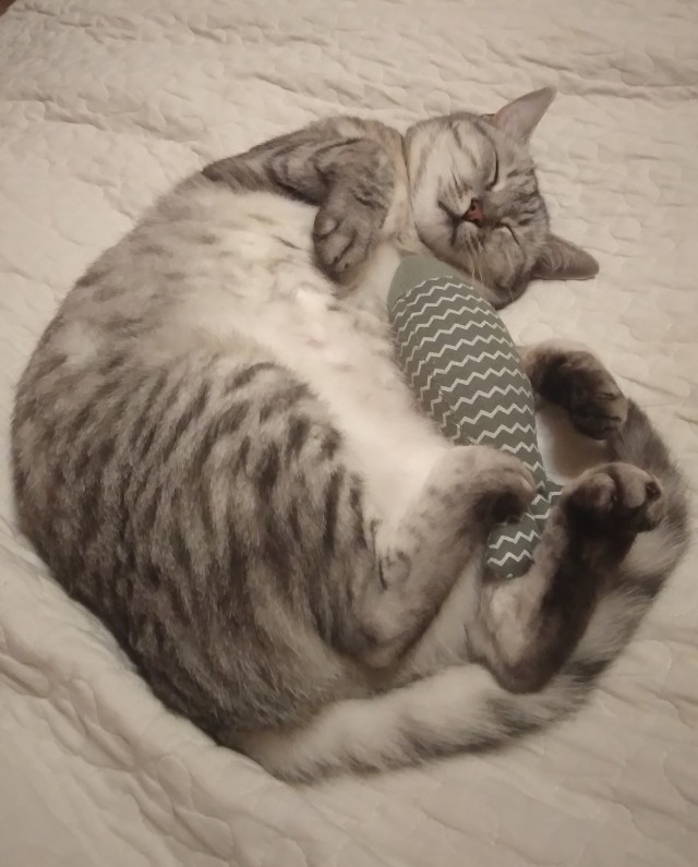 Принимайте в ряды которабов