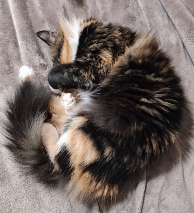 Котосон.