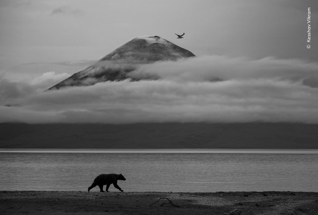 15 главных кадров конкурса Wildlife Photographer of the Year