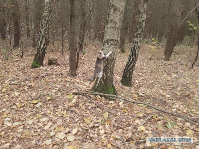 Жизнь домашнего приюта для котеек 561