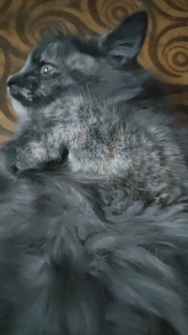 Котовторник