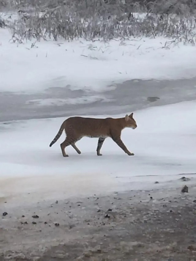 Производственный кот
