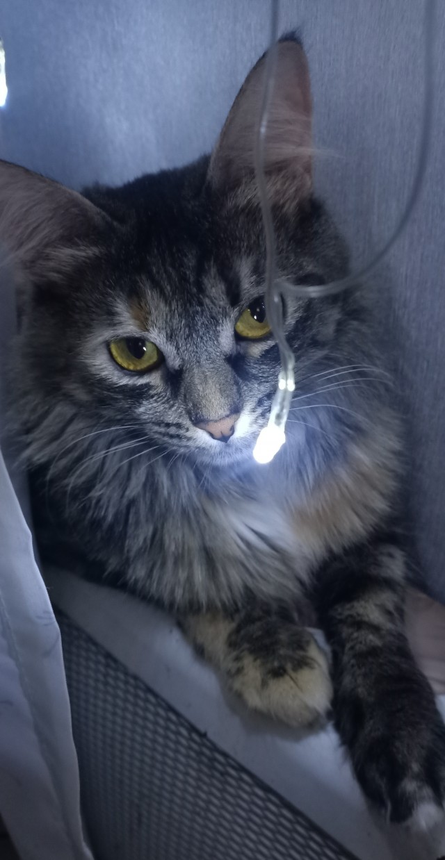 Последний котовторник в этом году братцы.