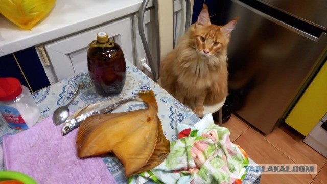 К котовторнику готов !