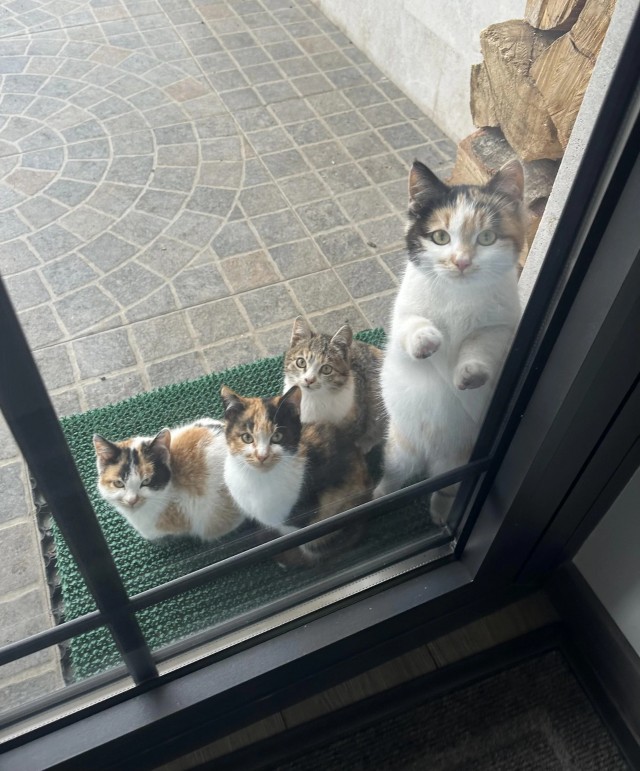Кошки со своими котятами