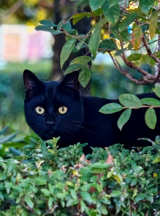 Уличные котики