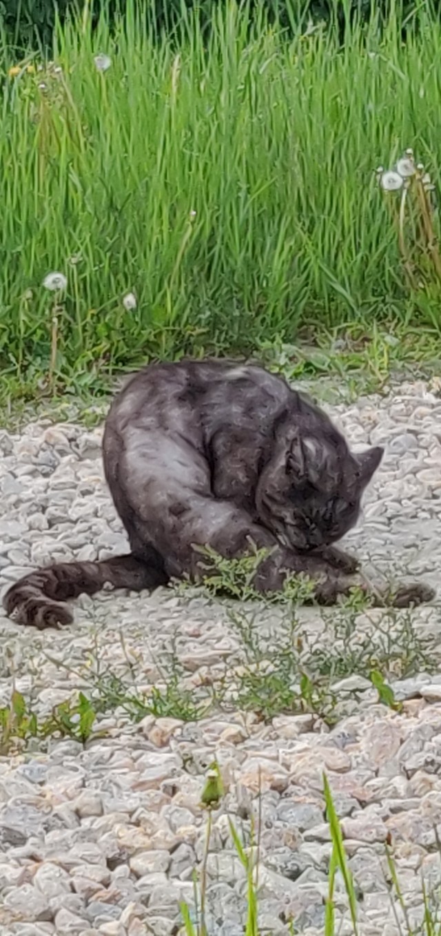 Фотожаба: Грустный котик