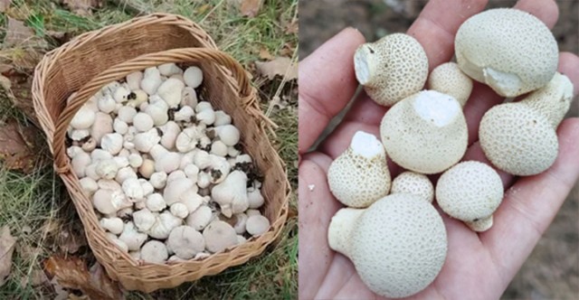 А не ликопердон ли ты часом ?