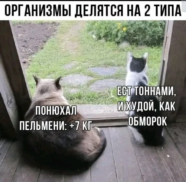 Картинки для деградации 238 (разной степени свежести)