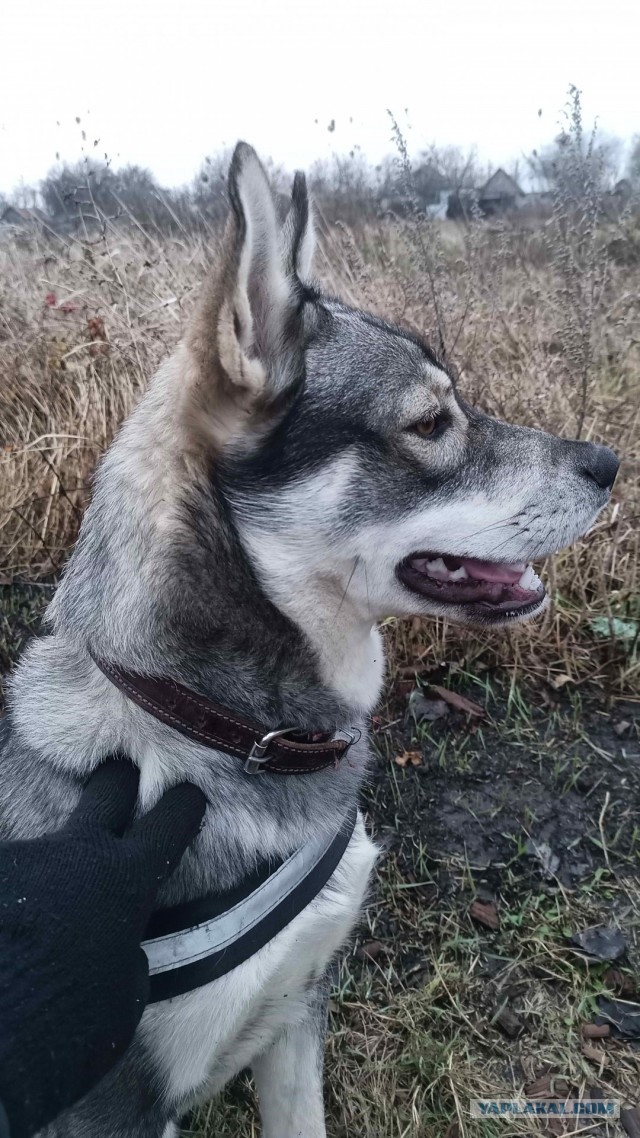 К собако четвергу