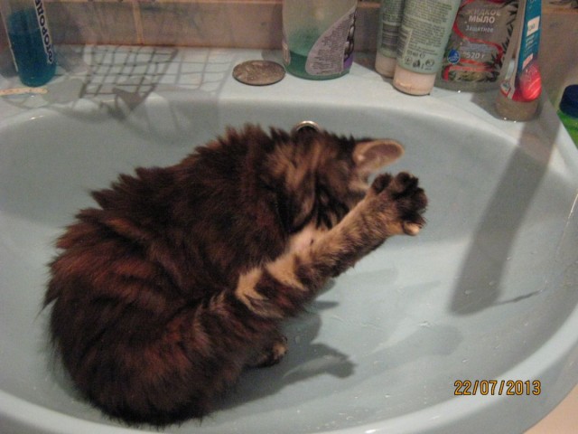 Прикольный кот умывается в раковине