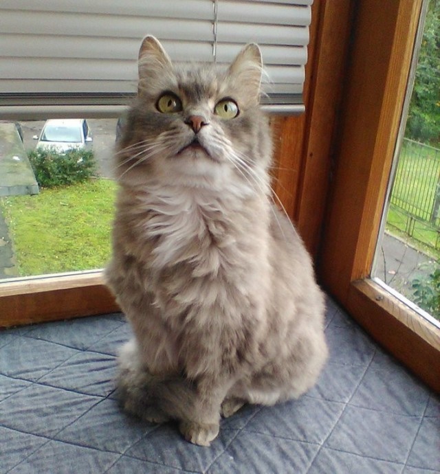 Очередной котовторник
