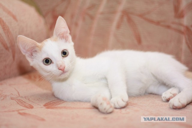 Котовторник 03.09.2013
