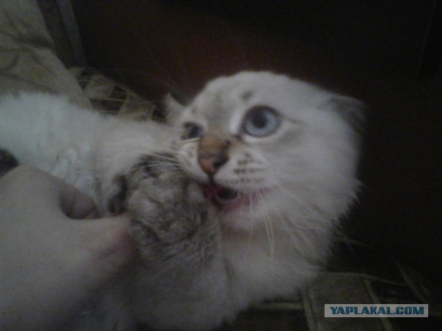 Котовторник 8.10.2013