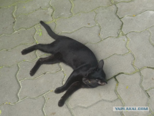 Котовторник 01.04.2014