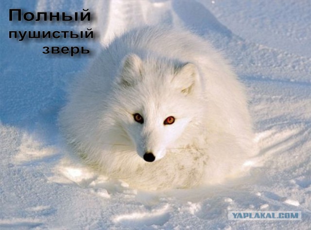 Школота выкладывает фотки в сеть