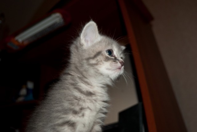 Котовторник 29.04.14.
