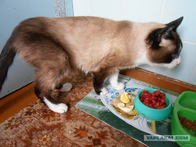 С Котовторником!