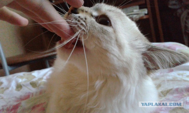 Котовторник  08.07.2014