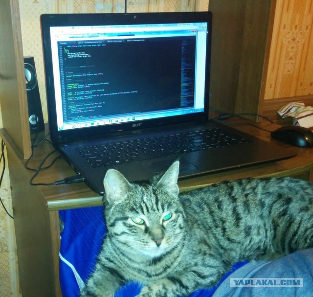 Котовторник 30.09.2014