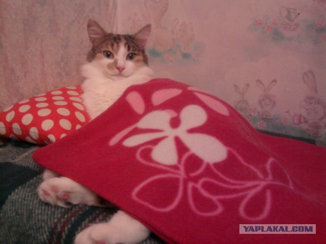 Котовторник 21.10.2014