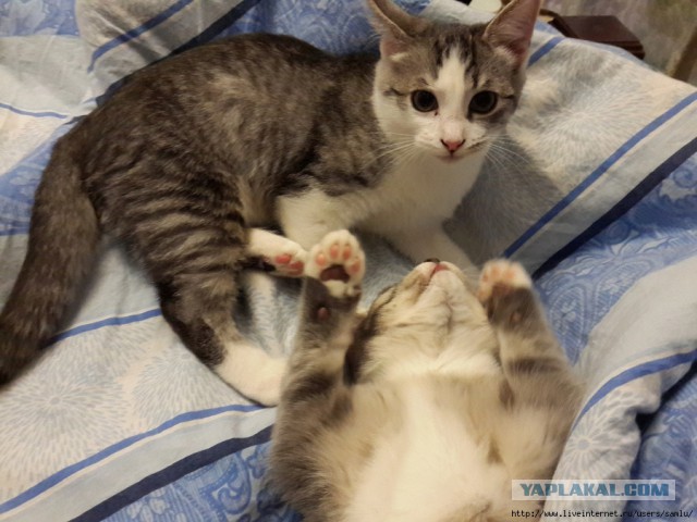 Котовторник 16.12.2014