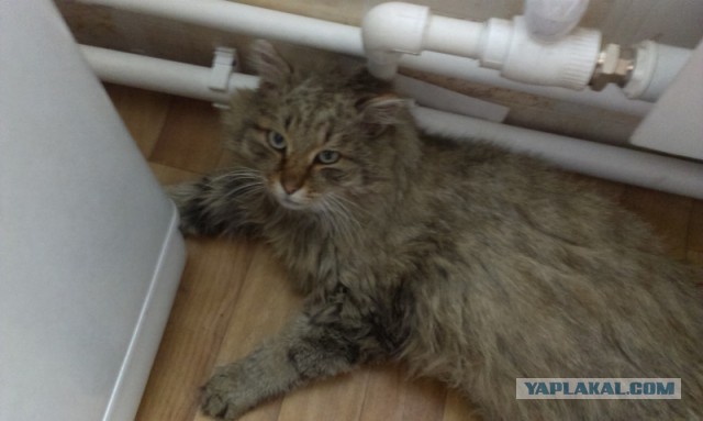 Котовторник.