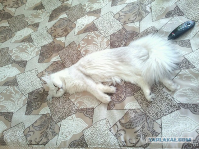 Котовторник