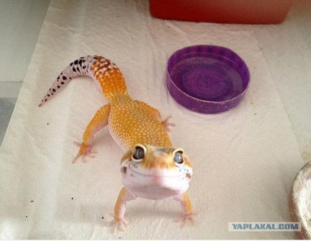 Милость этих фото зашкаливает