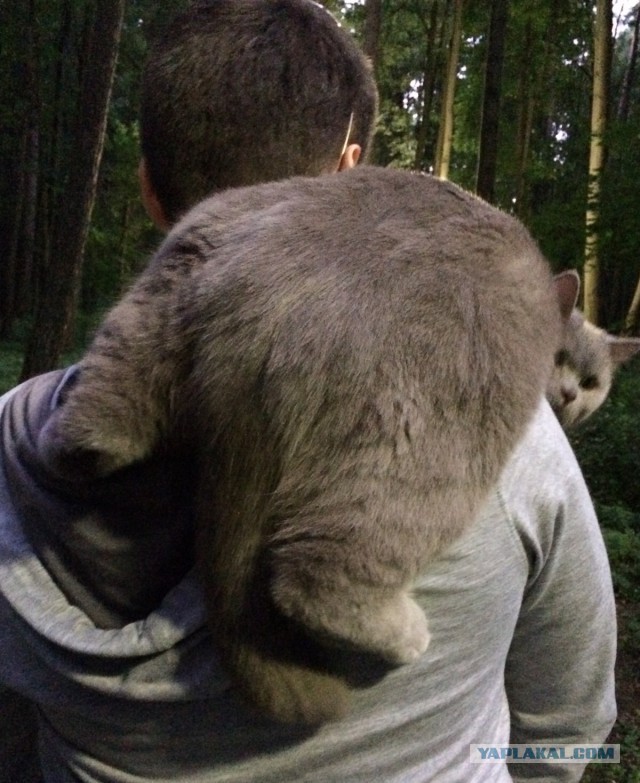 Кот ругается на хозяйку