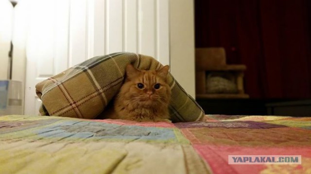 Котовторник 01.12.2015