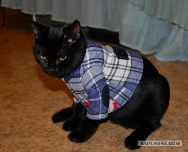 Котовторник 15.03