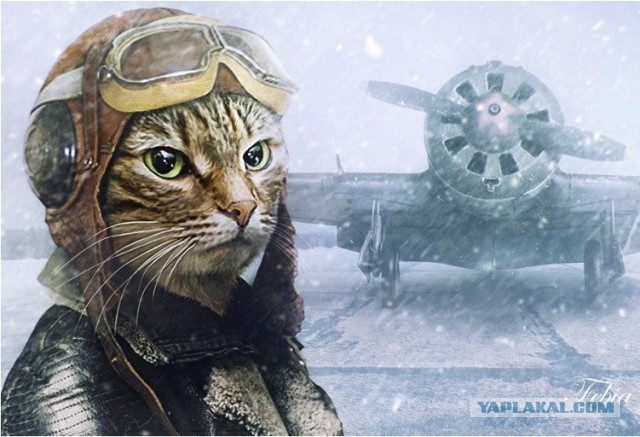 Котовторник - начало