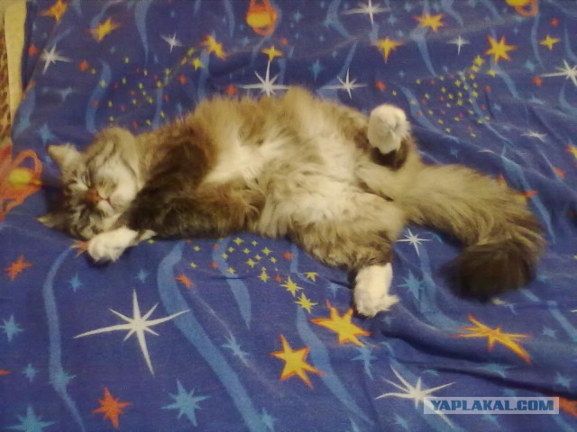 Котовторник 07.06.2016