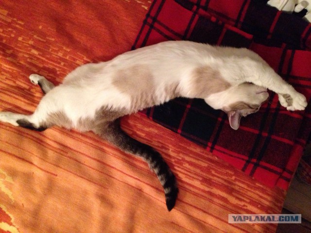 Ваши фотки котов на телефон