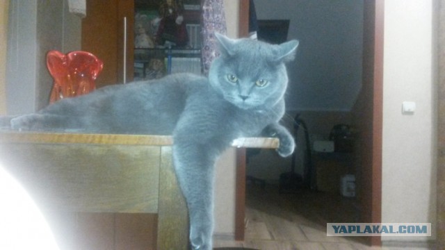 10 брутальных уличных котов