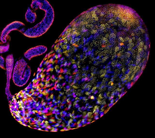 Микрофотографии Nikon Small World 2016