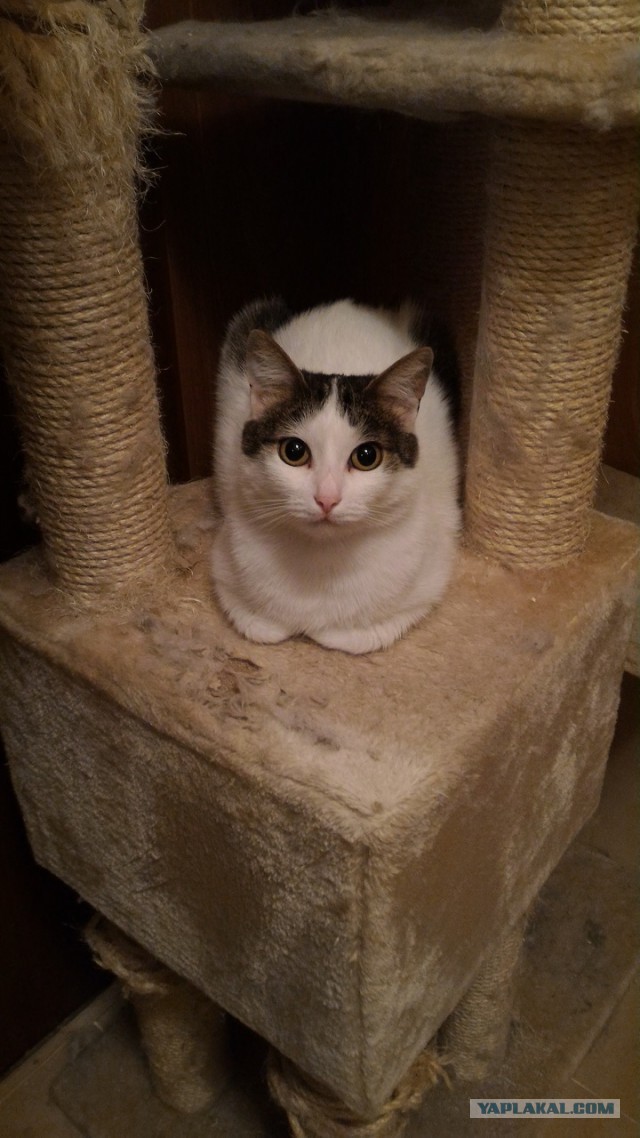 Котовторник 04/04/2017