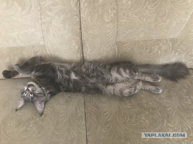 Котовторник 25.04.2017