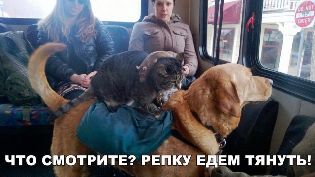 Подборка безудержного веселья